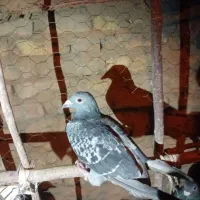 ۷ جوانه پرشی|پرنده|بیرجند, |دیوار