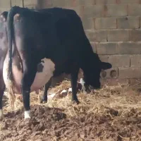 گاو اصیل هلشتاین ۶۰ لیتر شیر