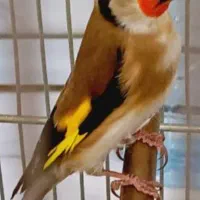 سهره قرص بخون