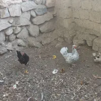 مرغ وخروس گلین|حیوانات مزرعه|باغ بهادران, |دیوار