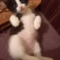 گربه گم‌شده|حیوانات|تبریز, |دیوار