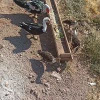 مرغابی مسکوی .اسرائیلی