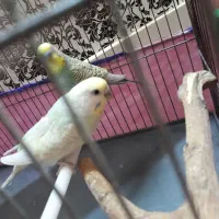 مرغ عشق و فنچ|پرنده|بروجرد, |دیوار