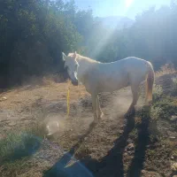 فروش اسب و مادیان|اسب و تجهیزات اسب‌سواری|وزینه, |دیوار