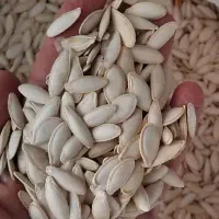 تخمک کدو|عمده‌فروشی|فیروزآباد (فارس), |دیوار