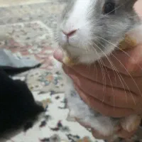 خرگوش بازیگوش و زیبا|موش و خرگوش|سبزوار, توحیدشهر|دیوار