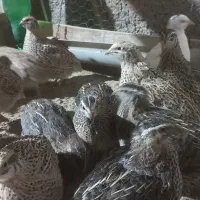 بلدرچین