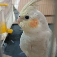 یه جفت عروس هلندی نر و ماده