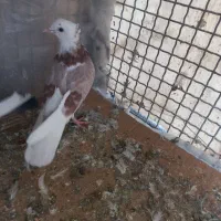 ۵عدد کفتر پرشی|پرنده|اسلام‌شهر, صادقیه|دیوار