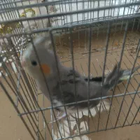 عروس00هلندی