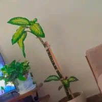 دیفن سه تا قلمه از پایین زده|گل و گیاه طبیعی|محمدیه-قزوین, |دیوار