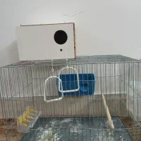 قفس و مرغ عشق|پرنده|قم, شاه سید علی|دیوار