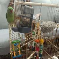 شاه طوطی نر