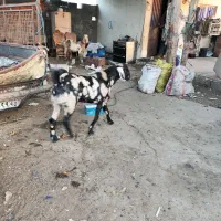 نر بز گوشتی|حیوانات مزرعه|چابهار, |دیوار