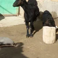 بز شیری با بچه|حیوانات مزرعه|میاندوآب, |دیوار