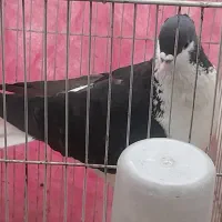 ساده سیاه کاکلی نر یال وصل پهن  بدون پر دم رخ