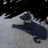 سرابی|سگ|کنگاور, |دیوار