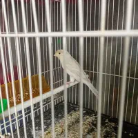 قناری ماده سیلور نقره ای اماده اماده