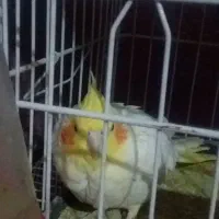 عروس هلندی|پرنده|زابل, |دیوار