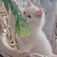 واگذاری گربه|گربه|نیشابور, شهرک فرهنگیان|دیوار