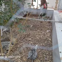 تخم مرغ سبرایت سیلور|حیوانات مزرعه|نطنز, |دیوار