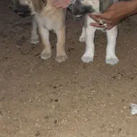 توله پژدر ماده
