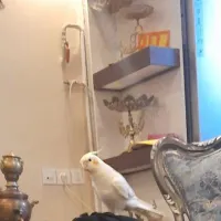عروسی هلندی گمشده