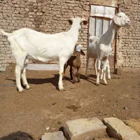 سلام دوستان. دو راس یک ساله با بزغاله