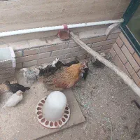 جوجه یکماه محلی و گلین