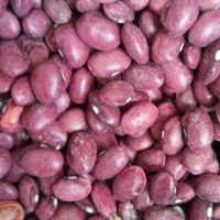 لوبیا قرمز برای کاسب