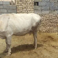 گاو و گوساله محلی(بومی)|حیوانات مزرعه|اصفهان, شهرستان|دیوار
