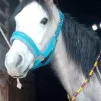 اسب