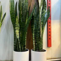 گل آپارتمانی سانسوریا|گل و گیاه طبیعی|کرج, گلشهر|دیوار