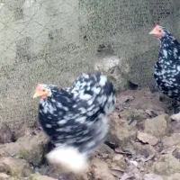 تعدادی مرغ  کوشین به علت شلوغی