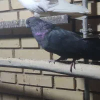 جفت سرور|پرنده|کشاورز, |دیوار