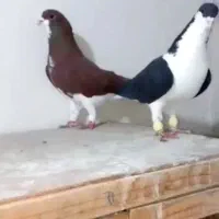 کفتر چادری سینه سیاه