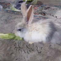 خرگوش|موش و خرگوش|گناباد, |دیوار