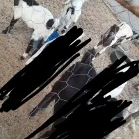 بز پاچن فروشی|حیوانات مزرعه|ایرانشهر, |دیوار