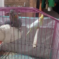 یک جفت عروس هلندی