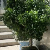 گل و گیاه شمشاد طلایی و نخل ماداگاسکار|گل و گیاه طبیعی|اصفهان, بوستان کوهستانی صفه|دیوار