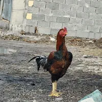 جوجه مرغ و خروس|حیوانات مزرعه|رشت, شهرک صبا|دیوار