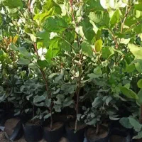 نهال پسته و بنه بادام کوهی|گل و گیاه طبیعی|تهران, پردیسان|دیوار