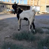 تکه پاکستانی