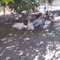 بوقلمون سالم و سرحال|حیوانات مزرعه|دشت ذهاب, |دیوار