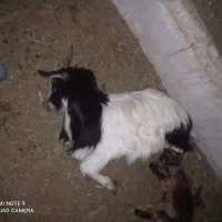 غذا برای سگ