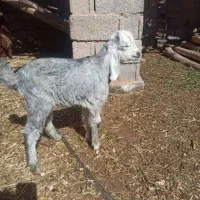 یک عدد بزوکهره قیمت۱۳۵۰۰