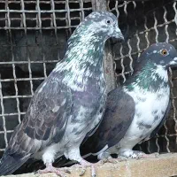 کبوتر قاره و قوچی درجه یک|پرنده|قائمشهر, |دیوار