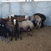 نه راس میش و بره عتیقه