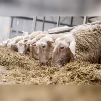 خوراک دام ، کنستانتره پایه باگاس ، نیشکر|حیوانات مزرعه|برخوار, |دیوار