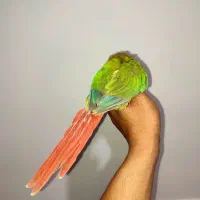 گرینچیک اهلی نر